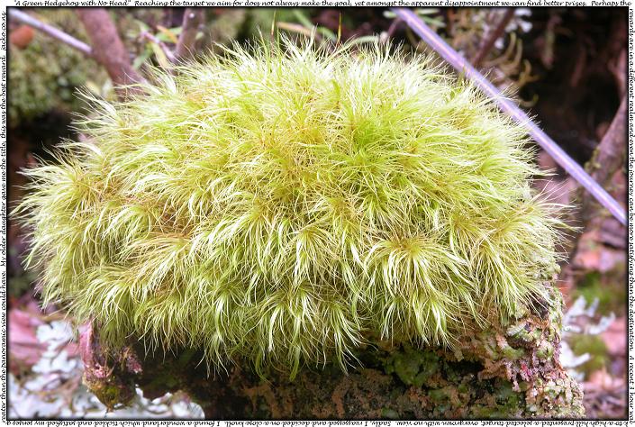 A Green Hedgehog with No Head